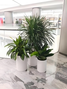 宁波奉化盆景租摆方案，营造专属格调